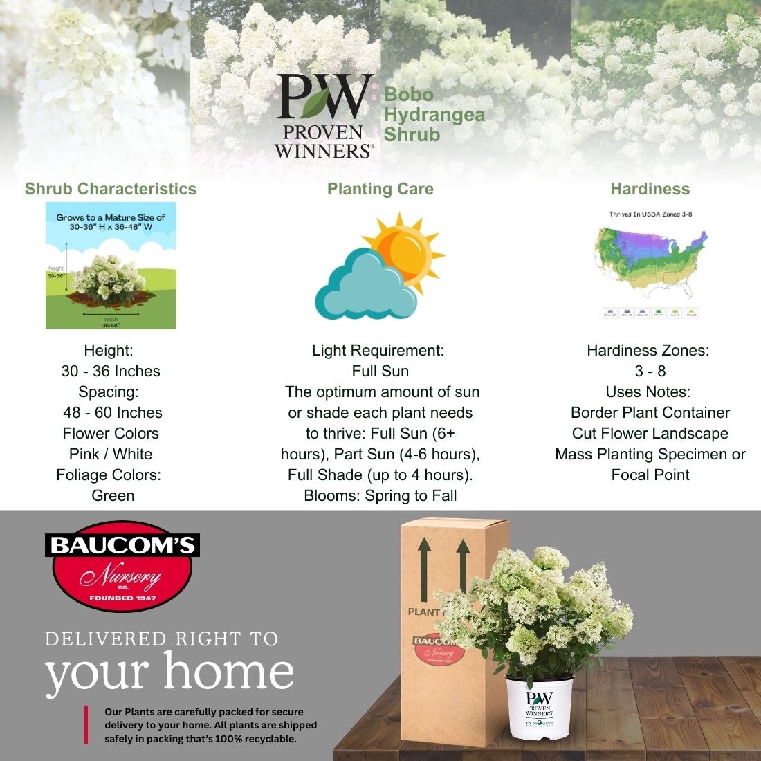 PROVEN WINNERS 2 Gal. Bobo Hydrangea Shrub with White Flowers